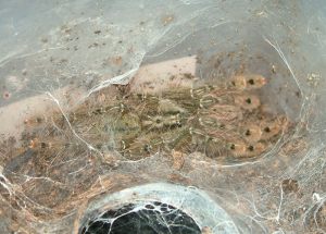 Stromatopelma calceatum